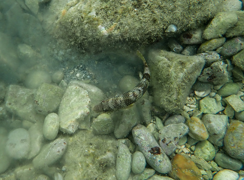 Trlja kamenjarka (Mullus surmuletus)