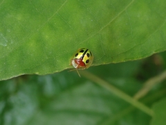 Chiridopsis bowringii