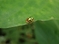 Chiridopsis bowringii