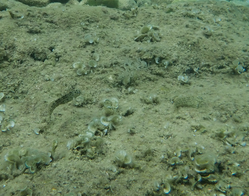 Babica balavica (Parablennius sanguinolentus)