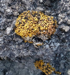 Xanthopsorella texana