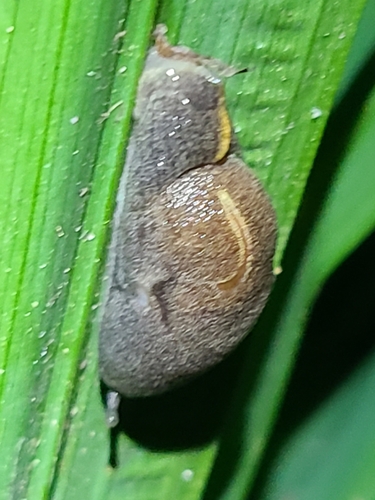Parmella planata observed 2025-07-20