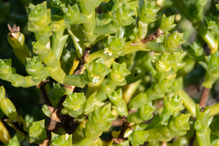 Tecticornia triandra