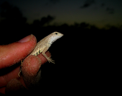 Holbrookia propinqua