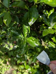 Erysiphe euonymicola