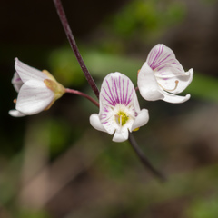 Veronica decora