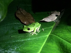 Zhangixalus prasinatus