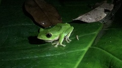 Zhangixalus prasinatus