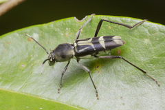 Xylotrechus javanicus