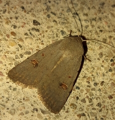 Caradrina kadenii