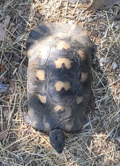 Testudo marginata
