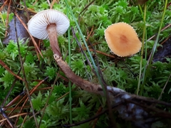Cystoderma jasonis