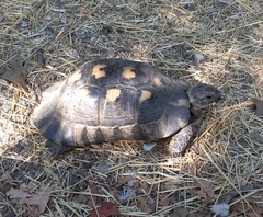 Testudo marginata