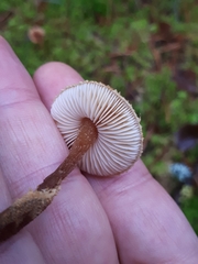 Cystoderma jasonis