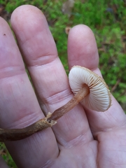 Cystoderma jasonis