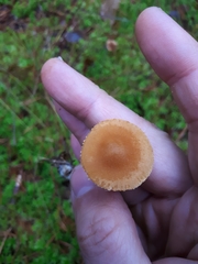 Cystoderma jasonis