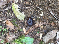 Powelliphanta annectens