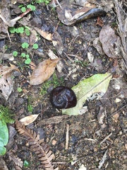 Powelliphanta annectens