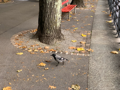 Corvus cornix
