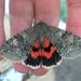 Red Underwing - Photo (c) Graham Gavaghan, some rights reserved (CC BY-NC-ND)