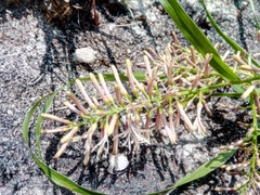 Dracaena reflexa image