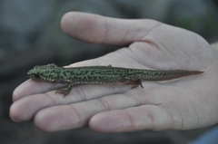 Triturus pygmaeus