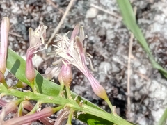 Dracaena reflexa image