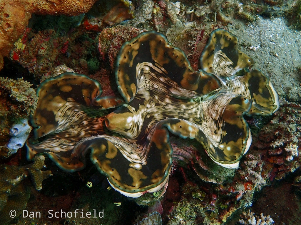 Bénitier à écailles (Tridacna squamosa)