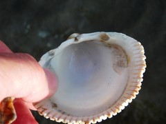 Dallocardia quadragenaria