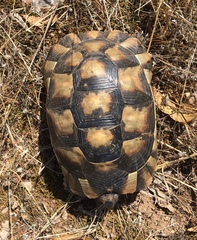 Testudo marginata