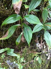 Tricyrtis