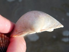 Dallocardia quadragenaria