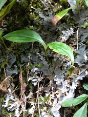 Tricyrtis