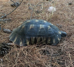 Testudo marginata