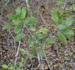 Karwinskia humboldtiana