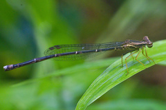 Platycnemididae