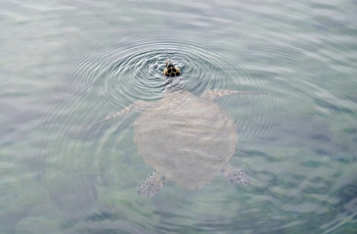 Eretmochelys imbricata, 2025-07-18