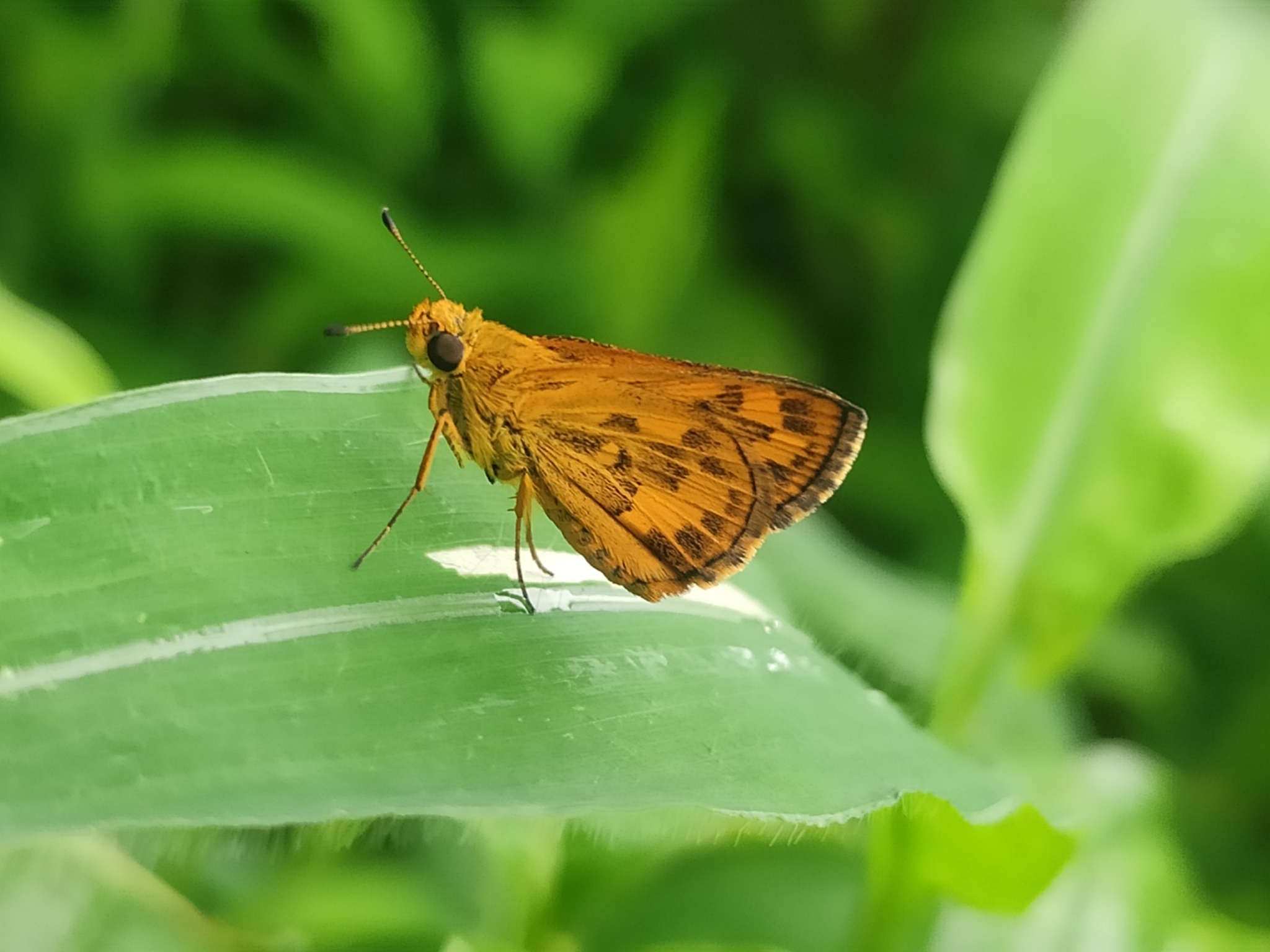 Tawny-Spotted Grass Dart