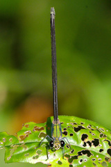 Vestalis apicalis