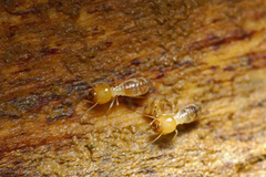 Macrotermitinae