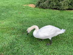 Cygnus olor
