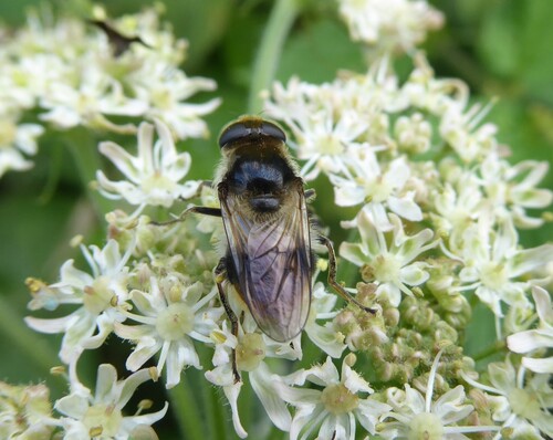 Bumblebee Blacklet, Eys, Netherlands, photo 9 of 10