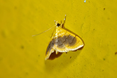 Mabra eryxalis