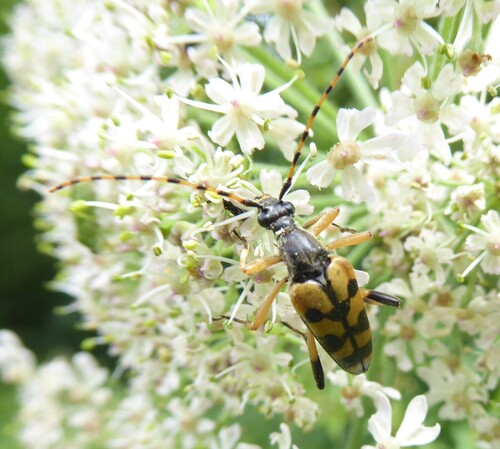 Spotted Longhorn Beetle, Eys, Netherlands, photo 7 of 10