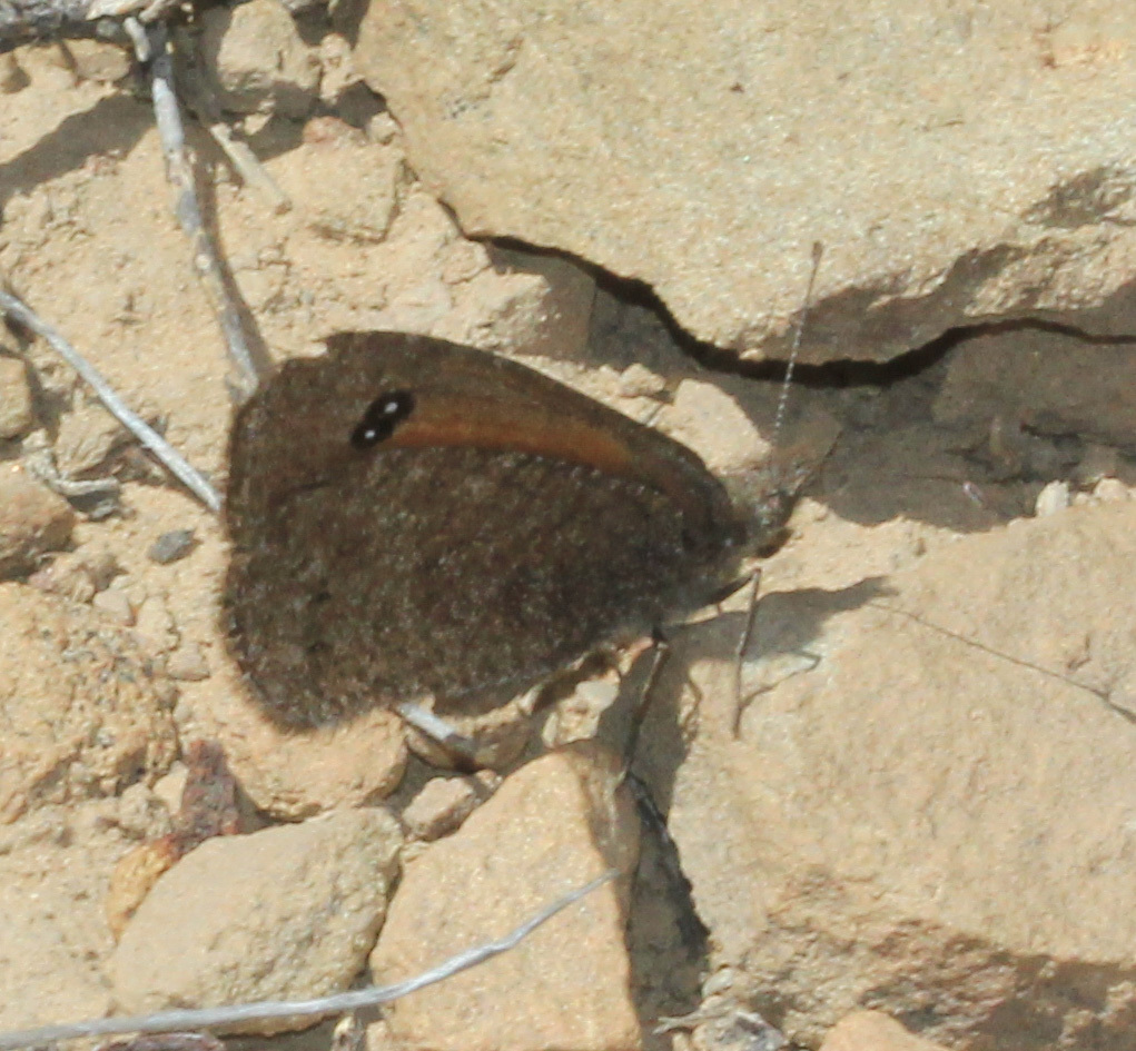 Southey’s Brown