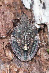 Polycarmes