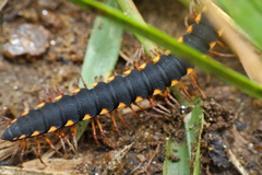 Chondromorpha xanthotricha