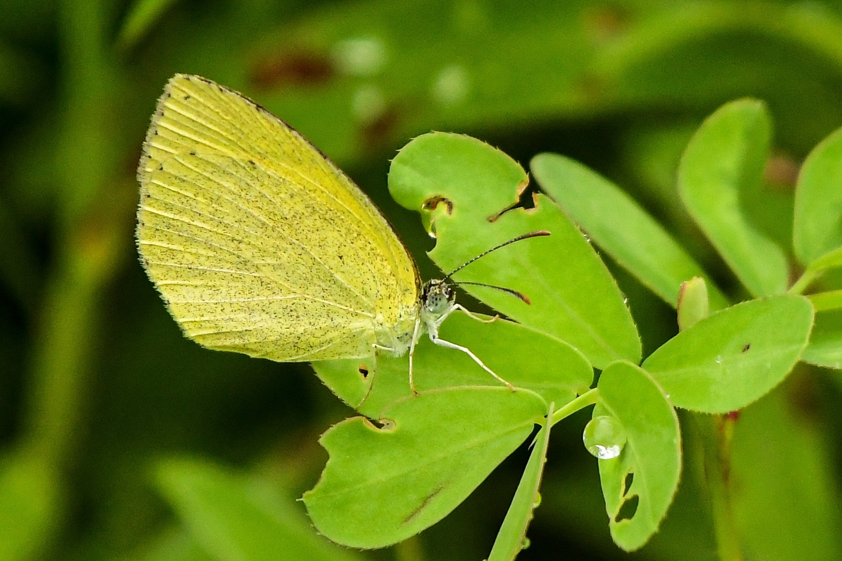 Spotless Grass Yellow