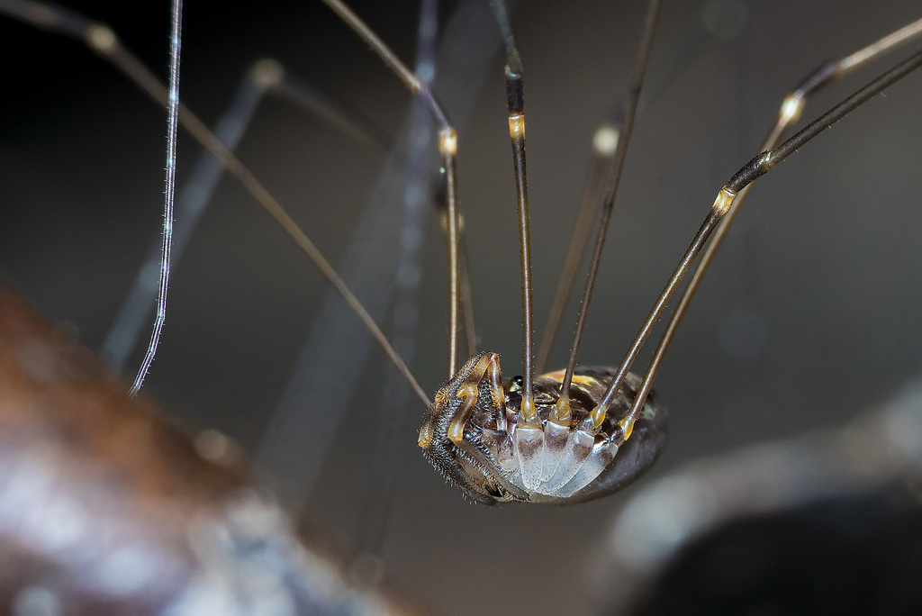 Martensopsalis