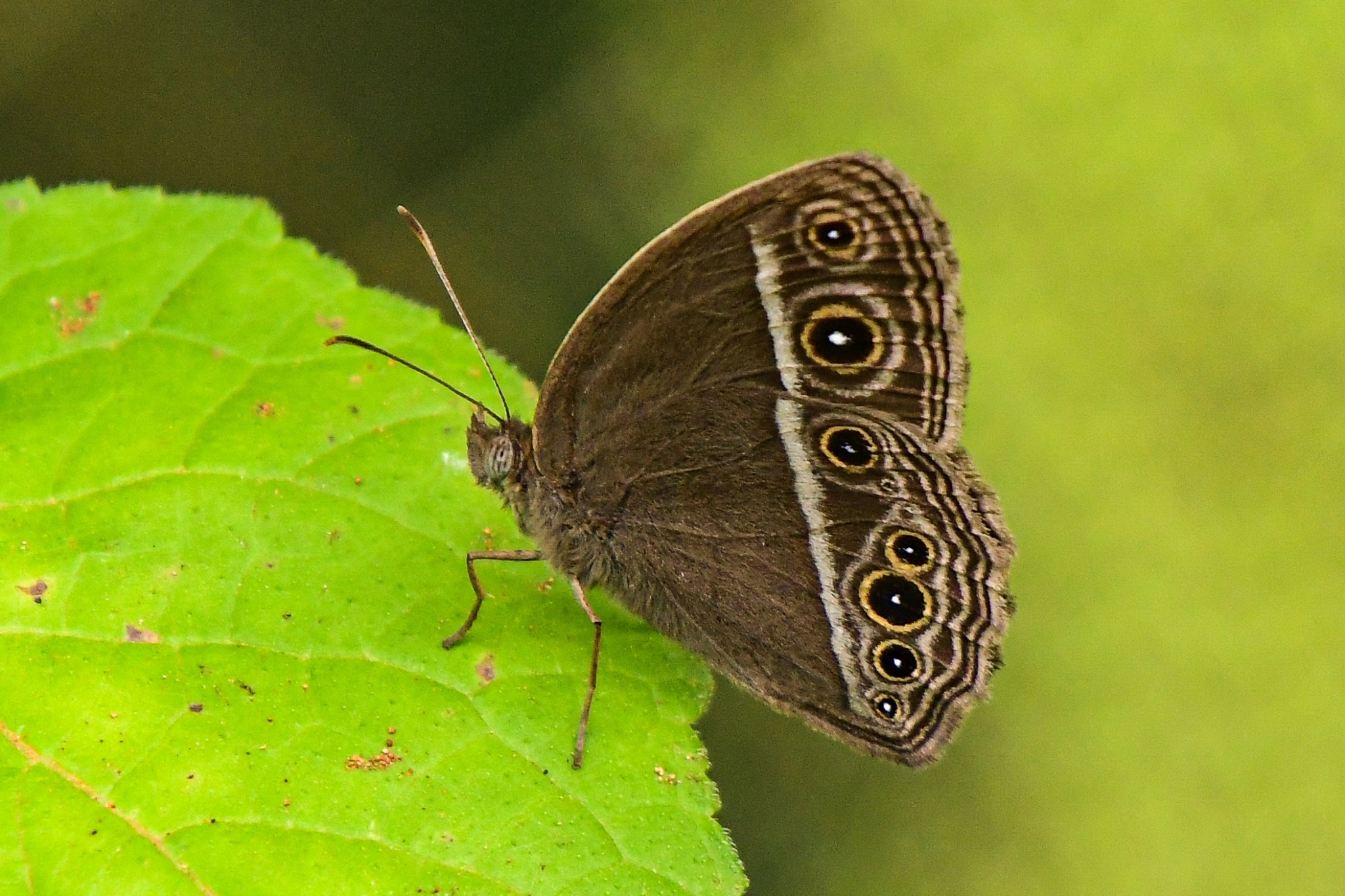 Dark-Branded Bushbrown